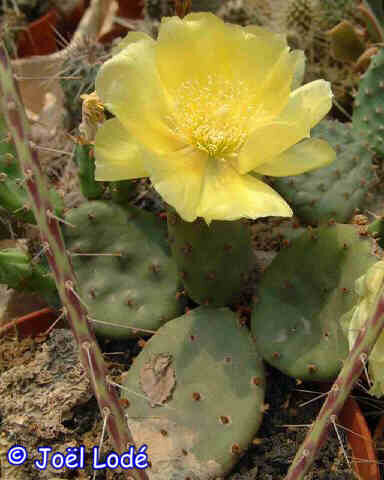 Opuntia humifusa (dw)