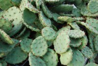 Opuntia humifusa (dw)