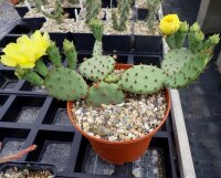 Opuntia humifusa Central Ohio(dw)