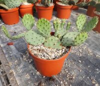 Opuntia humifusa Central Ohio(dw)