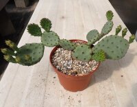 Opuntia humifusa Central Ohio(dw)