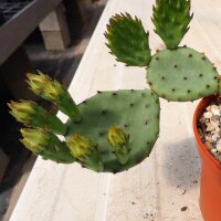 Opuntia humifusa Central Ohio(dw)