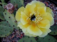 Opuntia humifusa Pt. Pelee, Ontario, Kanada (dw)