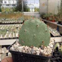 Opuntia humifusa Pt. Pelee, Ontario, Kanada (dw)