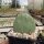 Opuntia humifusa Pt. Pelee, Ontario, Kanada (dw)