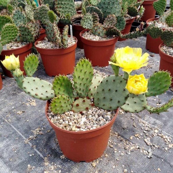 Opuntia humifusa v. microsperma Stafford, Kansas (dw)