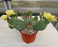 Opuntia humifusa v. microsperma Stafford, Kansas (dw)