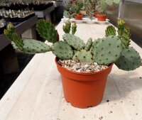Opuntia humifusa v. microsperma Stafford, Kansas (dw)
