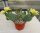 Opuntia humifusa v. microsperma Stafford, Kansas (dw)