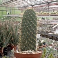 Opuntia echios (v. gigantea) Tortuga Bay Isla Santa Cruz,...