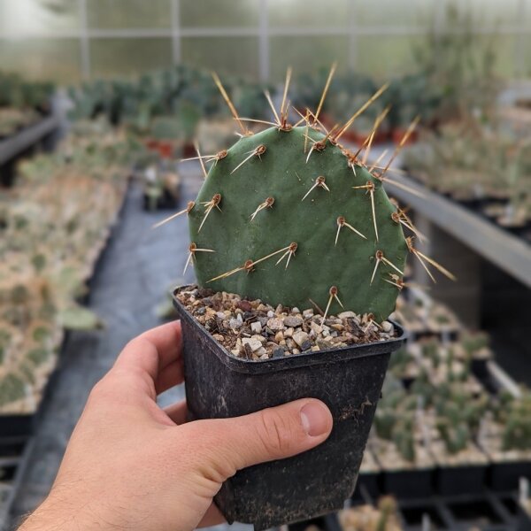 Opuntia engelmannii DJF 1170.19  (dw)