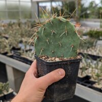Opuntia engelmannii DJF 1170.19  (dw)