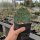 Opuntia engelmannii DJF 1170.19  (dw)