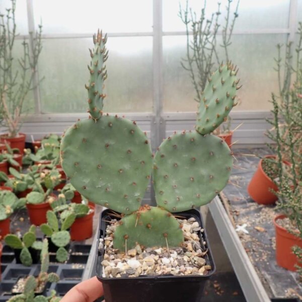 Opuntia engelmannii Hyb. Limes (dw)