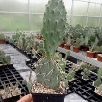 Opuntia engelmannii v. engelmannii (dw)