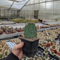 Opuntia engelmannii v. engelmannii (dw)