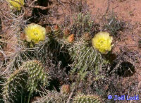 Opuntia erinacea (dw)