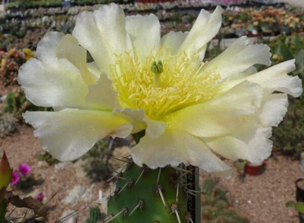 Opuntia erinacea v. utahensis (pinkave) Torrey Utah (dw)