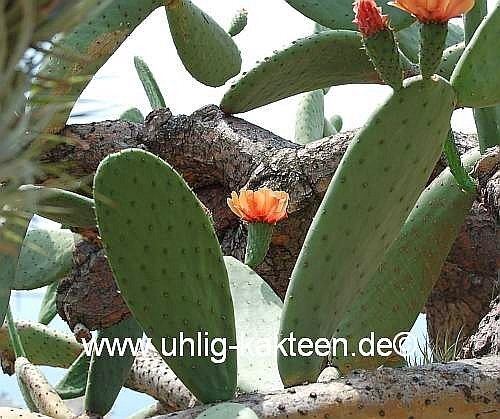 Opuntia ficus-indica