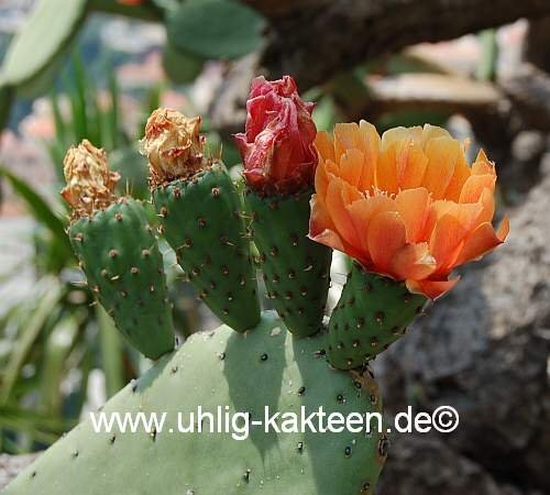 Opuntia ficus-indica XL