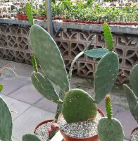 Opuntia ficus-indica XL