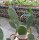 Opuntia ficus-indica XL
