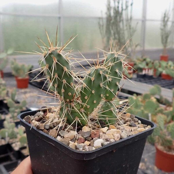 Opuntia fragilis SB 229 Gunnison Co., Colorado, USA (dw)