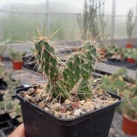 Opuntia fragilis SB 229 Gunnison Co., Colorado, USA (dw)