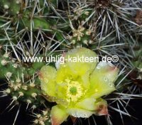 Opuntia fragilis SB 229 Gunnison Co., Colorado, USA (dw)