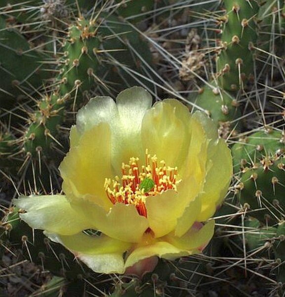 Opuntia fragilis Peace River, Alberta, Kanada (dw)