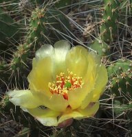 Opuntia fragilis Peace River, Alberta, Kanada (dw)