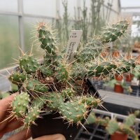 Opuntia fragilis Peace River, Alberta, Kanada (dw)