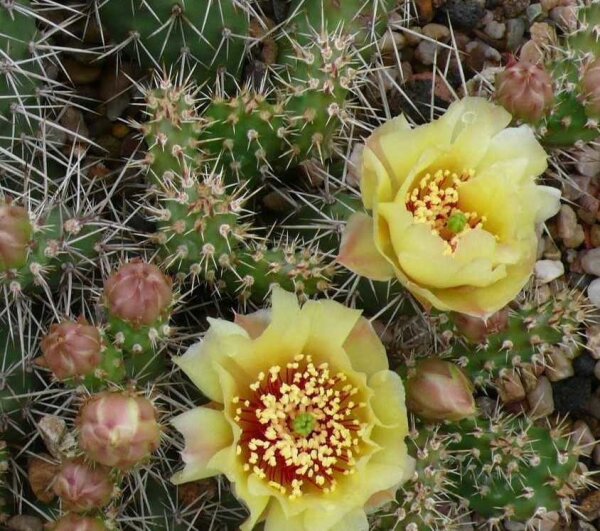 Opuntia fragilis cv. Feldberg (dw)