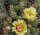 Opuntia fragilis cv. Feldberg (dw)