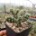 Opuntia fragilis cv. Feldberg (dw)