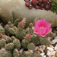 Opuntia fragilis v. denudata BMJ 228C SW Utah, USA (dw)