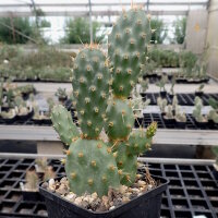 Opuntia fragilis v. denudata BMJ 228C SW Utah, USA (dw)