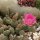 Opuntia fragilis v. denudata BMJ 228C SW Utah, USA (dw)
