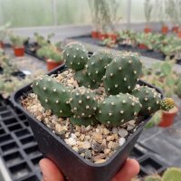 Opuntia fragilis v. denudata Hall Co.  (dw)