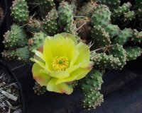 Opuntia fragilis v. denudata Hall Co.  (dw)