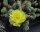 Opuntia fragilis v. denudata Hall Co.  (dw)