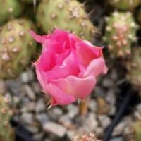 Opuntia fragilis v. denudata cv. Prag (dw)
