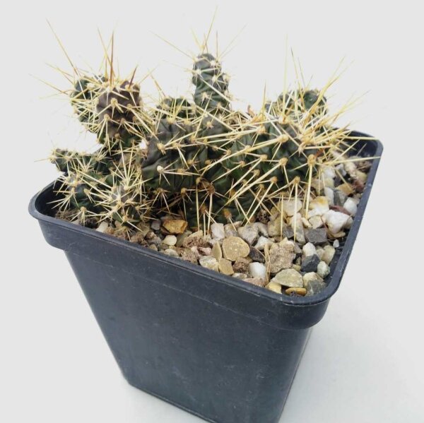 Opuntia fragilis v. parviconspicua (dw)