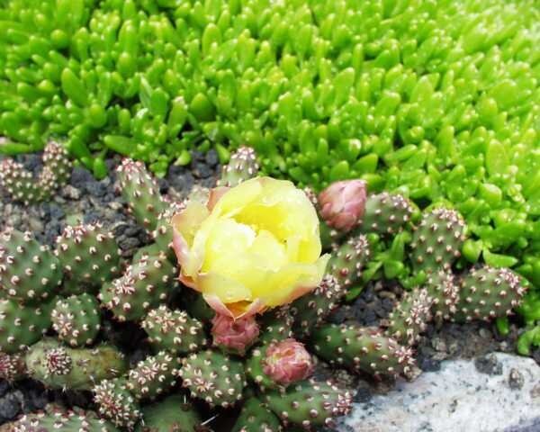 Opuntia fragilis cv. Frankfurt (dw)