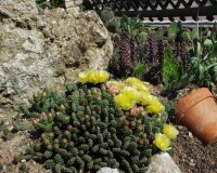 Opuntia fragilis cv. Frankfurt (dw)