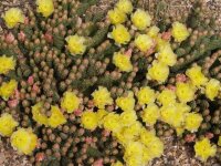 Opuntia fragilis cv. Frankfurt (dw)