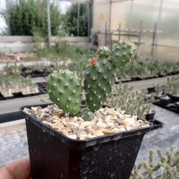 Opuntia fragilis cv. Freiberg(dw)