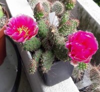 Opuntia fragilis cv. Freiberg(dw)