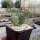 Opuntia fragilis cv. Freiberg(dw)
