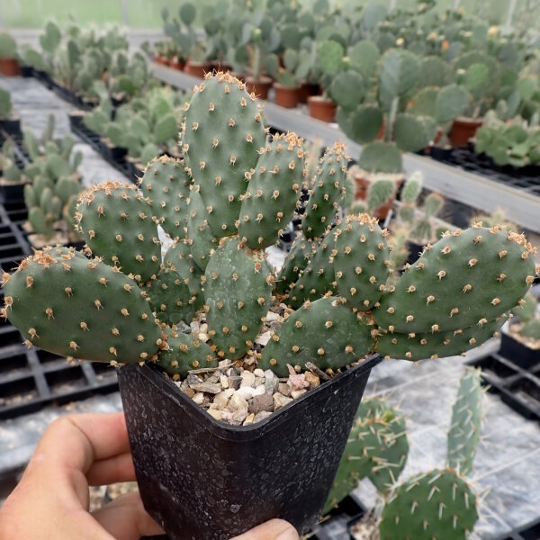 Opuntia fragilis cv. Freiburg (dw)